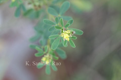 Crotalaria medicaginea